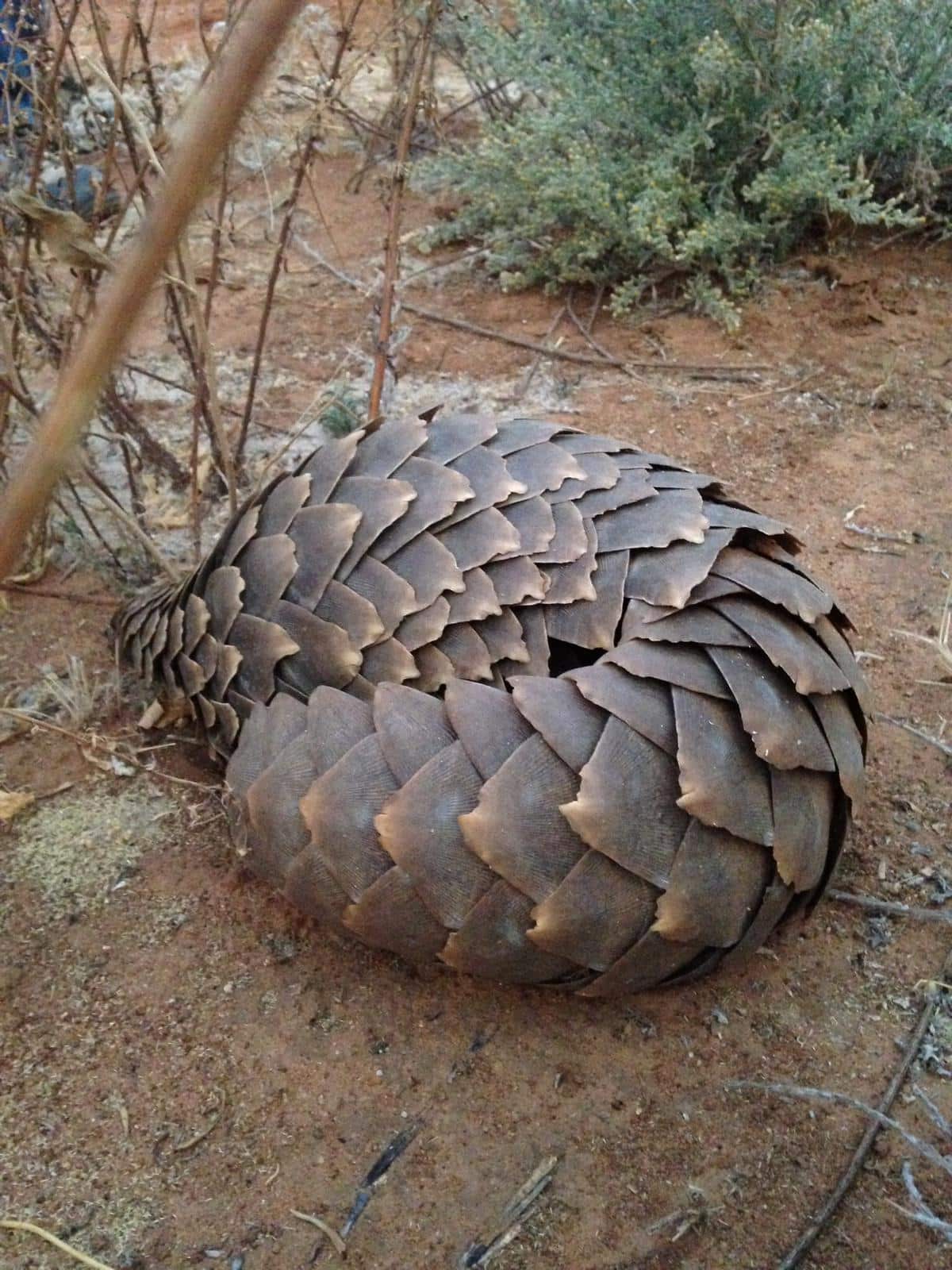 Pangolin1