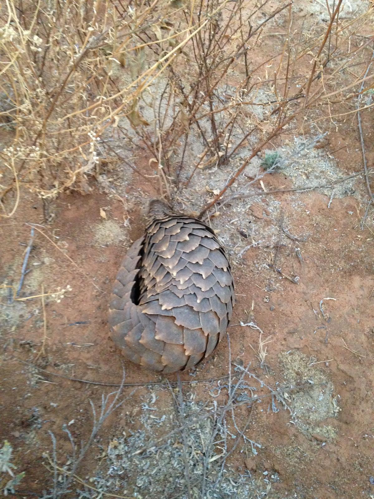 Pangolin2