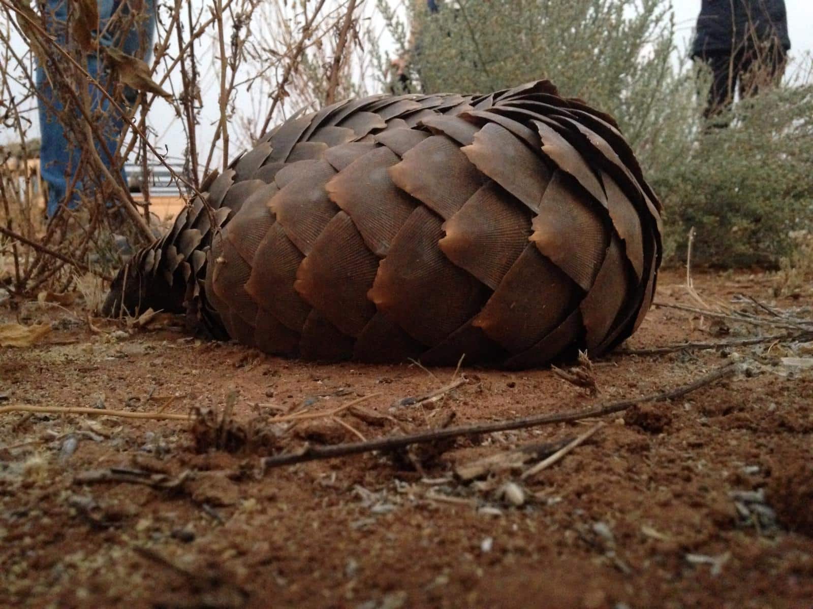 Pangolin5