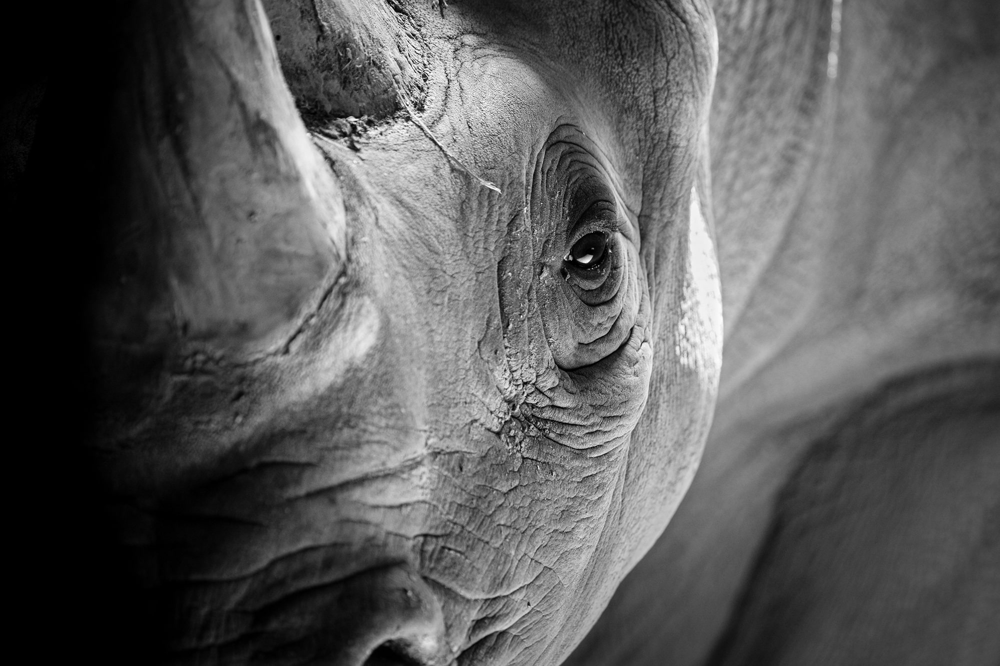 rhino closeup