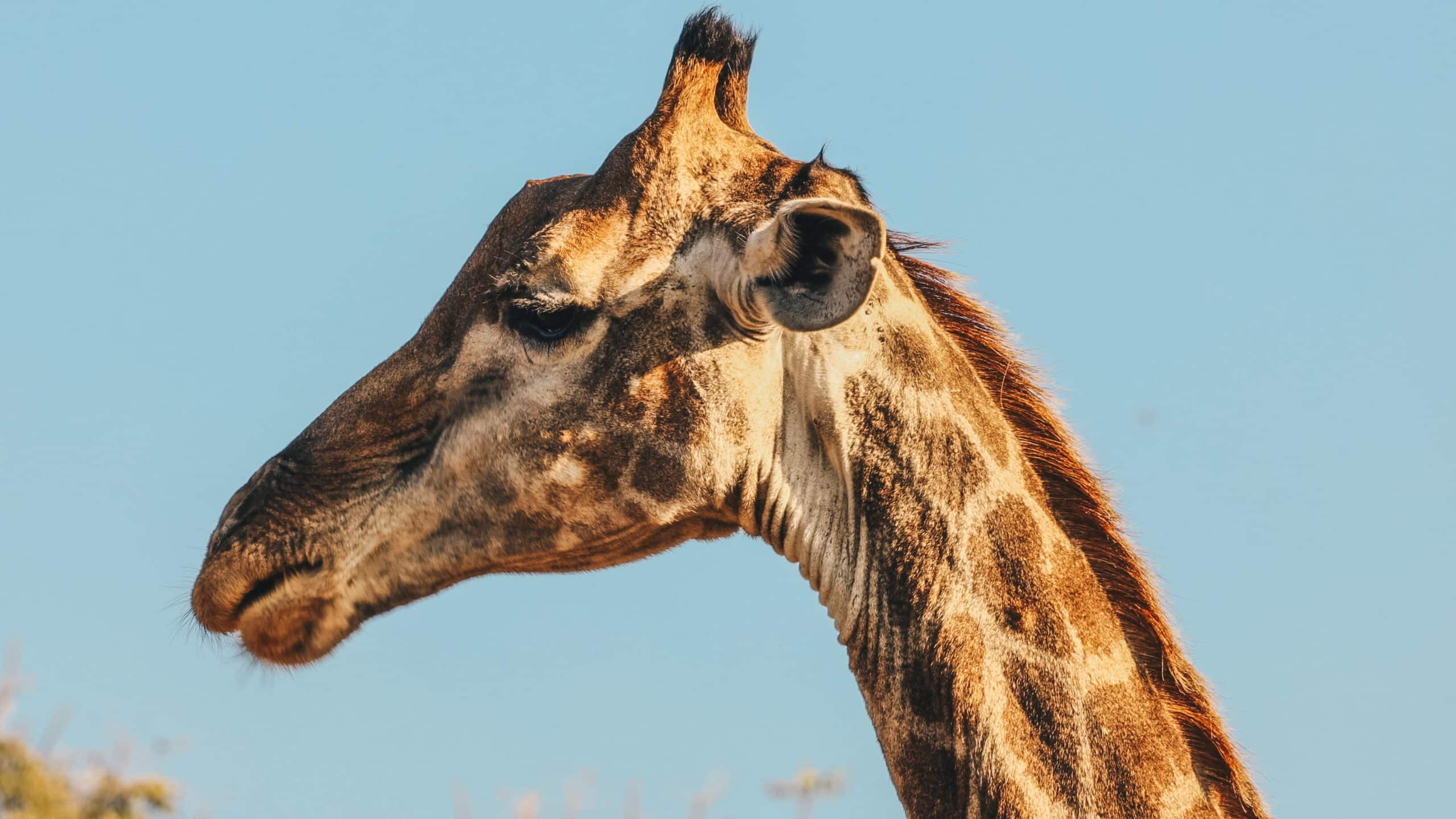 "Careers in Conservation" Episode: Joel Hlatswayo - Field Guide