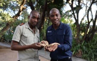 Careers in Conservation EPISODE SIX: Silence Musuku Reptile Handler Hoedspruit Reptile Centre