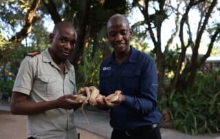 Careers in Conservation EPISODE SIX: Silence Musuku Reptile Handler Hoedspruit Reptile Centre