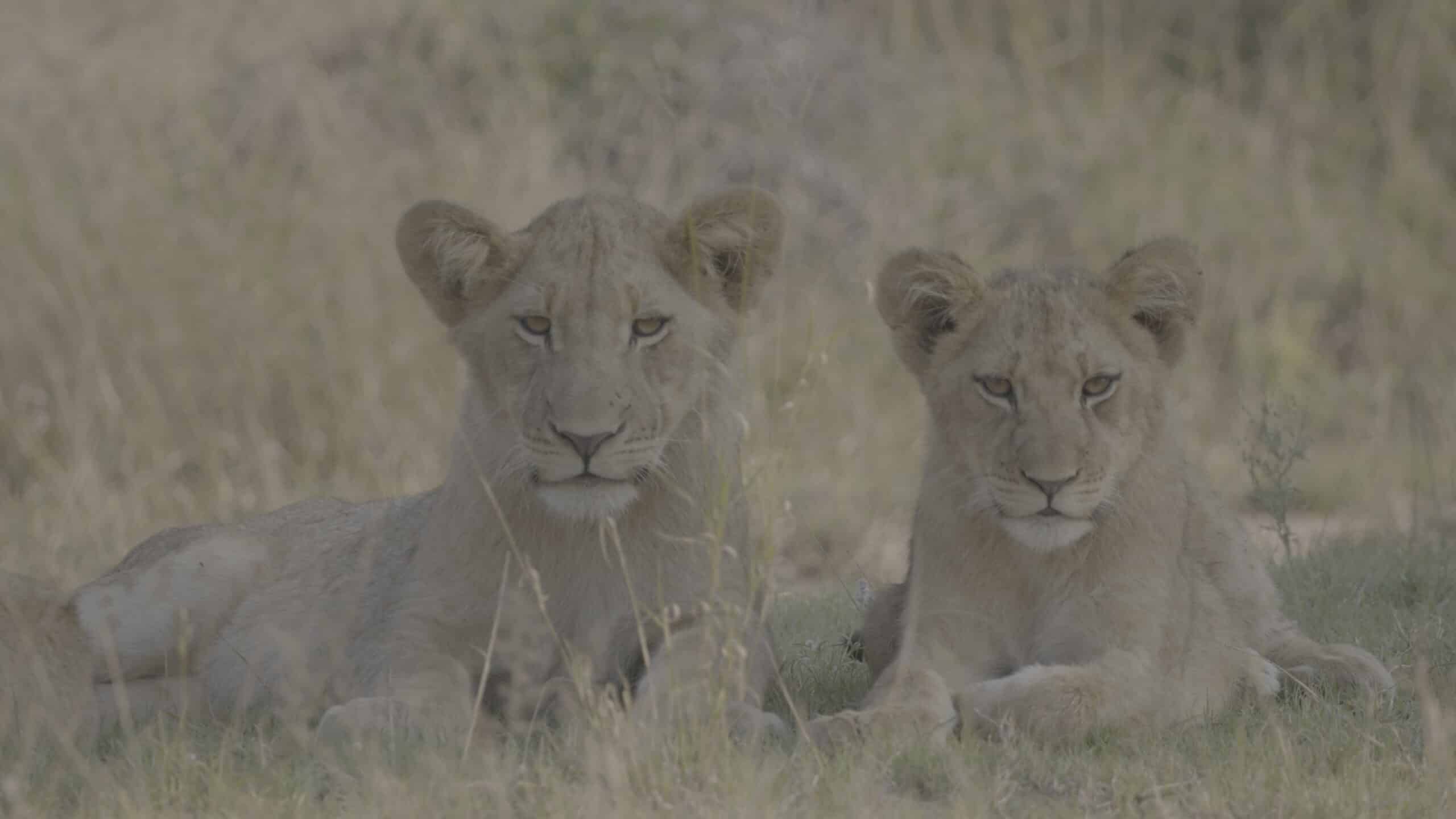GCC_TRAVEL_RUSH_lions_travel