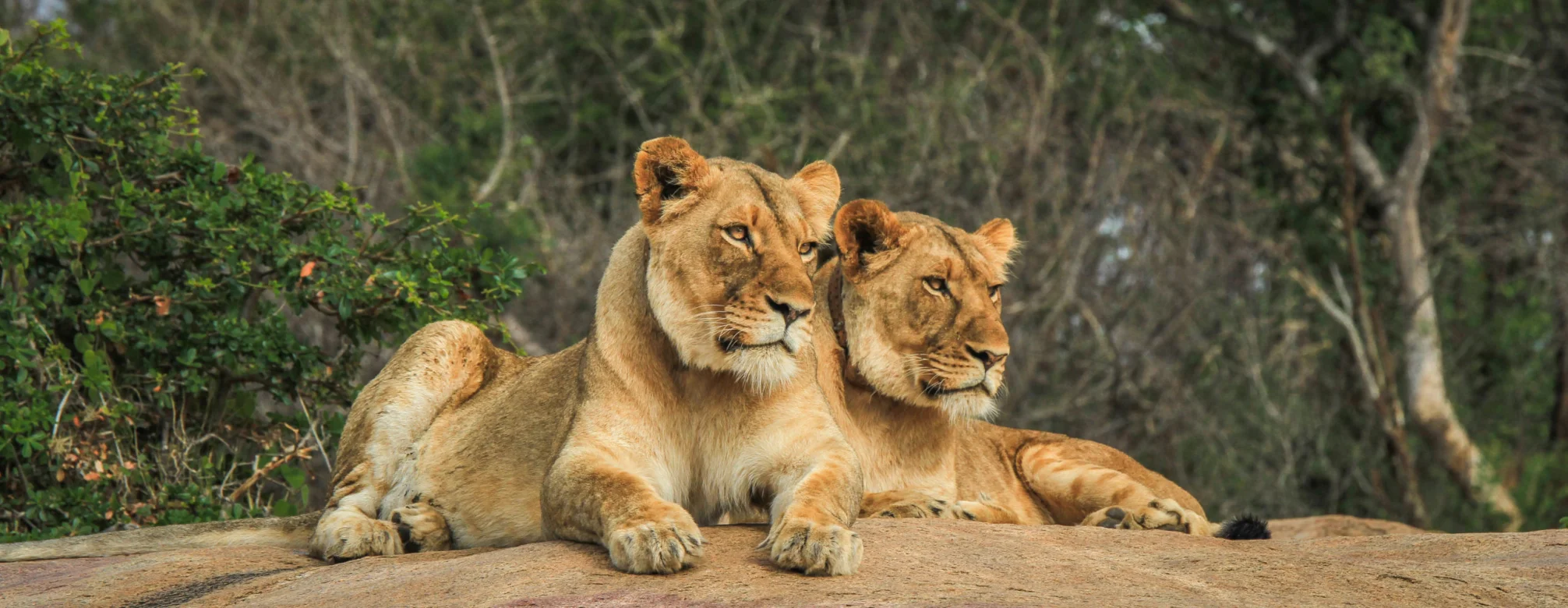 The Political Outlook for Conservation in 2020 and Beyond